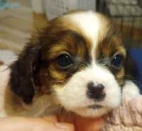 Tamara, a female Cavapoo for sale in Mount Pleasant, SC – 4 of 10