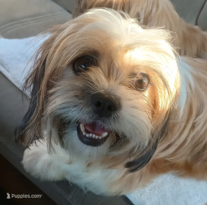 Sasha – Cavalier King Charles Spaniel, Shih Tzu puppy for sale in Mount Pleasant, SC