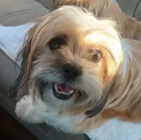 Sasha, a female Shihpoo and Shih Tzu for sale in Mount Pleasant, SC – 1 of 2