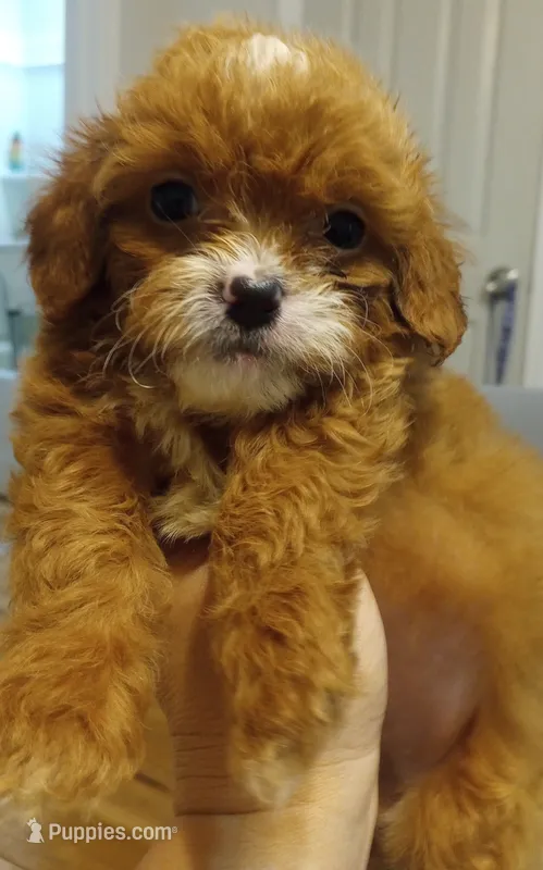 Ruby – Cavapoo puppy for sale in Mount Pleasant, SC