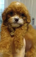 Ruby, a female Cavapoo for sale in Mount Pleasant, SC – 1 of 4