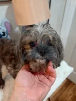 Jellybeans , a female Shihpoo for sale in Mount Pleasant, SC – 3 of 3