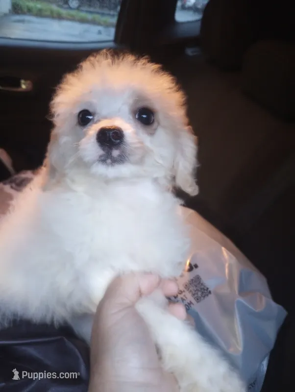 Iris – Cavapoo puppy for sale in Mount Pleasant, SC