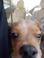 Chicken , a female Cavapoo and Cavalier King Charles Spaniel for sale in Mount Pleasant, SC – 3 of 10