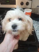 Honey , a female Cavapoo for sale in Mount Pleasant, SC – 3 of 3