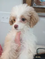 Julia, a female Cavapoo for sale in Mount Pleasant, SC – 6 of 6