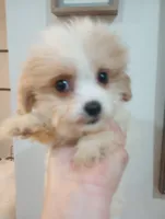 Sally, a female Shihpoo for sale in Mount Pleasant, SC – 2 of 3