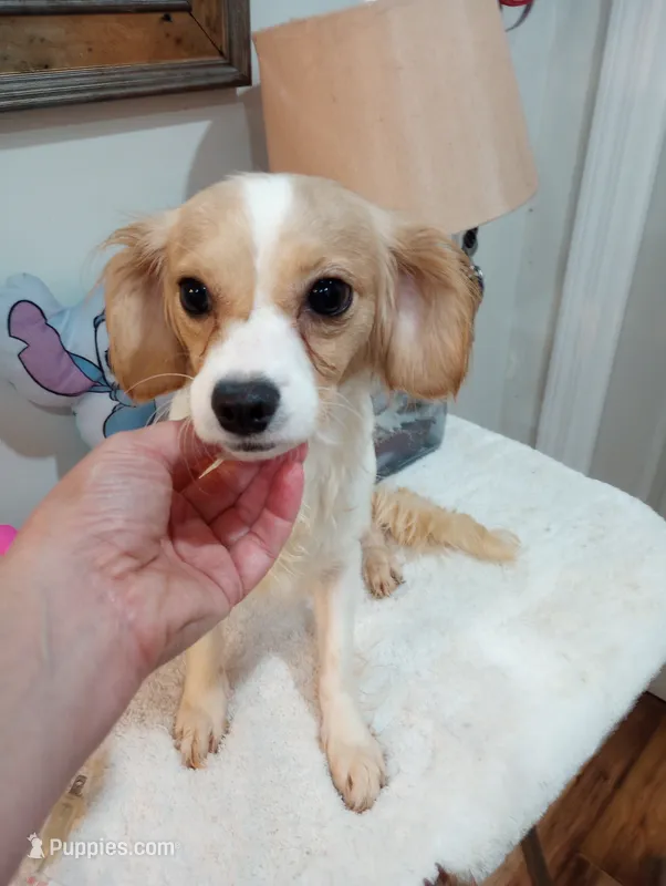 Pearl – Cavalier King Charles Spaniel, Chihuahua puppy for sale in Mount Pleasant, SC