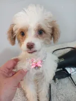 Julia, a female Cavapoo for sale in Mount Pleasant, SC – 1 of 6