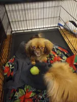 Dune, a female Cavalier King Charles Spaniel and Pekingese for sale in Mount Pleasant, SC – 3 of 3