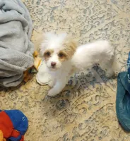 Spring, a female Cavapoo for sale in Mount Pleasant, SC – 3 of 10