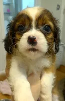 Tamara, a female Cavapoo for sale in Mount Pleasant, SC – 5 of 10