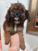 Coco, a female Cavapoo for sale in Mount Pleasant, SC – Photo 2 of 2
