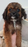 Coco, a female Cavapoo for sale in Mount Pleasant, SC – Photo 1 of 2