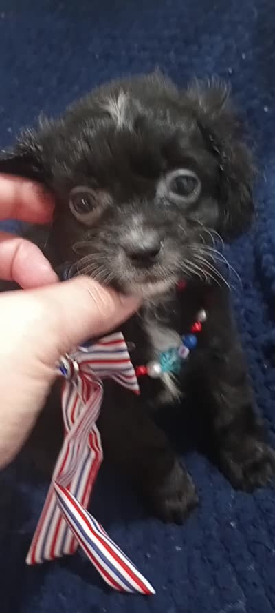 Terrace, a male Cavapoo for sale in Mount Pleasant, SC – 6 of 7