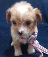 Tommy, a male Cavapoo and Cavalier King Charles Spaniel for sale in Mount Pleasant, SC – 2 of 10