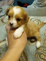 Tommy, a male Cavalier King Charles Spaniel and Shih Tzu for sale in Mount Pleasant, SC – 4 of 6