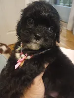 Ebony, a female Cavapoo for sale in Mount Pleasant, SC – 6 of 8