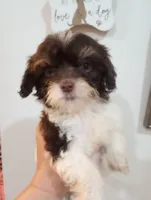 Melody , a female Cavapoo for sale in Mount Pleasant, SC – 3 of 3