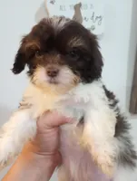 Melody , a female Cavapoo for sale in Mount Pleasant, SC – 2 of 3