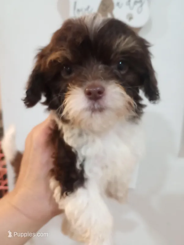 Melody  – Cavapoo puppy for sale in Mount Pleasant, SC