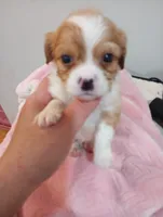 Tally, a female Cavalier King Charles Spaniel and Shih Tzu for sale in Mount Pleasant, SC – 3 of 8