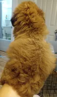 Ruby, a female Cavapoo for sale in Mount Pleasant, SC – 2 of 4