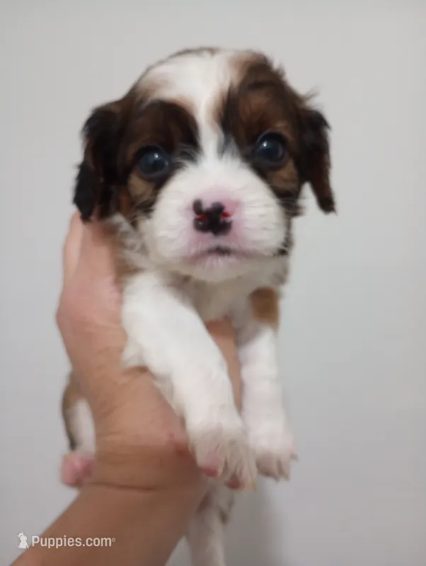 Tamara – Cavalier King Charles Spaniel, Shih Tzu puppy for sale in Mount Pleasant, SC