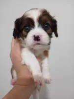 Tamara, a female Cavalier King Charles Spaniel and Shih Tzu for sale in Mount Pleasant, SC – 1 of 4