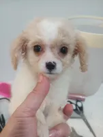 Mimi, a female Cavapoo for sale in Mount Pleasant, SC – 2 of 6