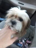 Sasha, a female Shihpoo and Shih Tzu for sale in Mount Pleasant, SC – 2 of 2