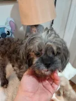 Jellybeans , a female Shihpoo for sale in Mount Pleasant, SC – 2 of 3