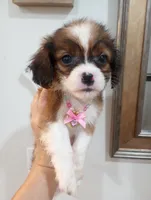 Tamara, a female Cavapoo for sale in Mount Pleasant, SC – 3 of 10