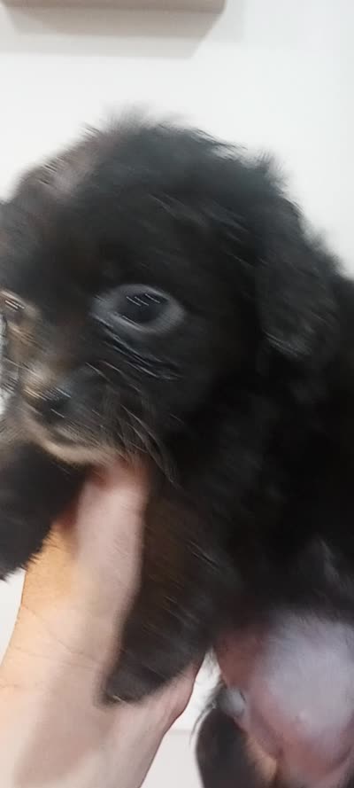 Terrace, a male Cavapoo for sale in Mount Pleasant, SC – 7 of 7