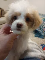 Spring, a female Cavapoo for sale in Mount Pleasant, SC – 8 of 10