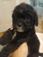Ebony, a female Cavapoo for sale in Mount Pleasant, SC – 3 of 8