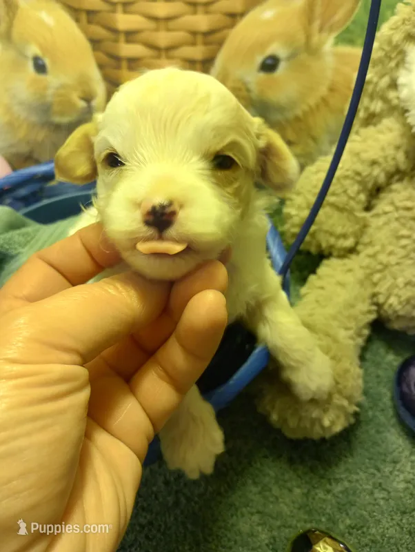 Peter – Cavapoo puppy for sale in Mount Pleasant, SC