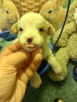 Peter, a  Cavapoo for sale in Mount Pleasant, SC – Photo 1 of 7