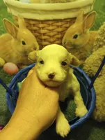 Peter, a  Cavapoo for sale in Mount Pleasant, SC – Photo 6 of 7