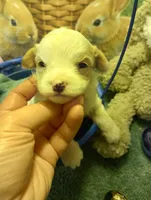 Peter, a  Cavapoo for sale in Mount Pleasant, SC – Photo 3 of 7