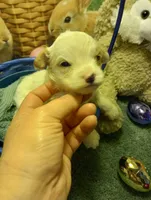 Peter, a  Cavapoo for sale in Mount Pleasant, SC – Photo 2 of 7