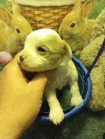 Peter, a  Cavapoo for sale in Mount Pleasant, SC – Photo 5 of 7