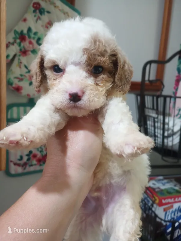 Peter – Cavapoo puppy for sale in Mount Pleasant, SC