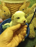 Peter, a  Cavapoo for sale in Mount Pleasant, SC – Photo 4 of 7
