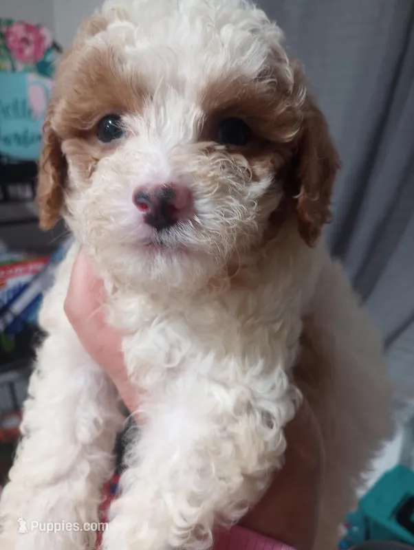 Jelly Beans – Cavapoo puppy for sale in Mount Pleasant, SC