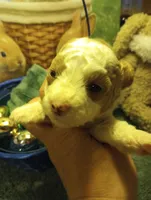 Jelly Beans, a male Cavapoo for sale in Mount Pleasant, SC – Photo 2 of 6