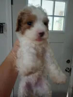 Jelly Beans, a male Cavapoo for sale in Mount Pleasant, SC – Photo 2 of 2