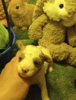 Jelly Beans, a male Cavapoo for sale in Mount Pleasant, SC – Photo 4 of 6