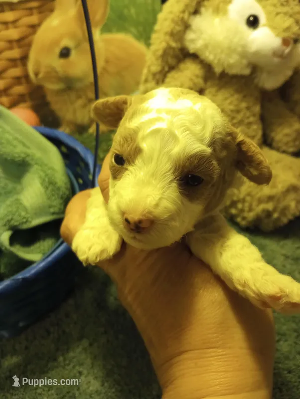 Jelly Beans – Cavapoo puppy for sale in Mount Pleasant, SC