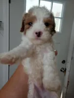 Jelly Beans, a male Cavapoo for sale in Mount Pleasant, SC – Photo 1 of 2